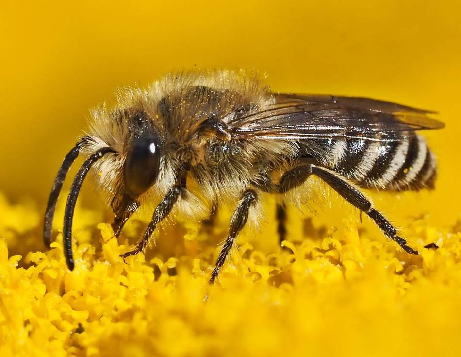 Abeille sauvage.jpg