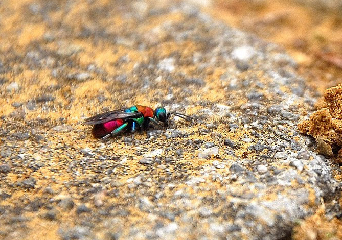 Hedychrum nobile_femelle_site.jpg